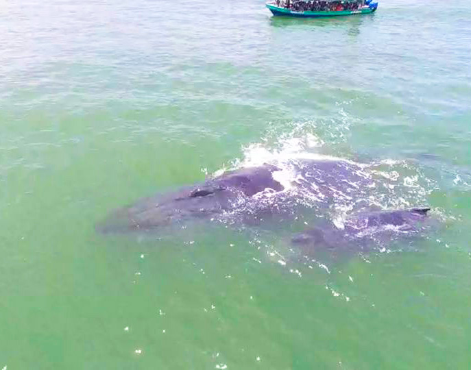 Avistamiento de ballenas 1