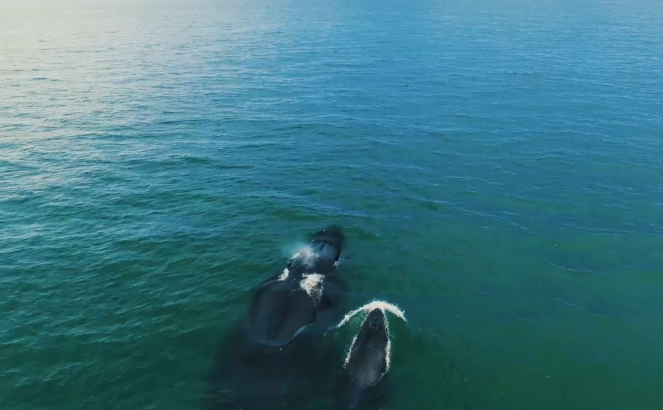 Avistamiento de ballenas 3