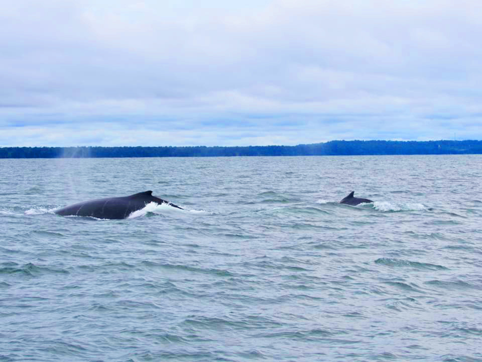 Avistamiento de ballenas 2
